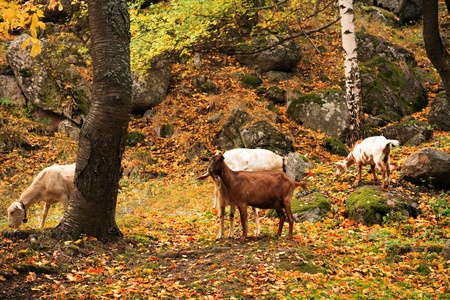 several wild goat in golden autumn forest の写真素材