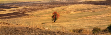 autumn panoramic landscape with single red tree in cultivated farmland meadows 