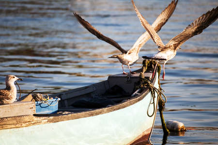 small boat and seagull- summer sunset in bulgarian black seaの写真素材