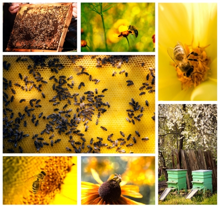 bee life agricultural collage from several images の写真素材