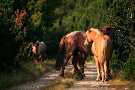 several horses in sunny forest- sunrise time の写真素材