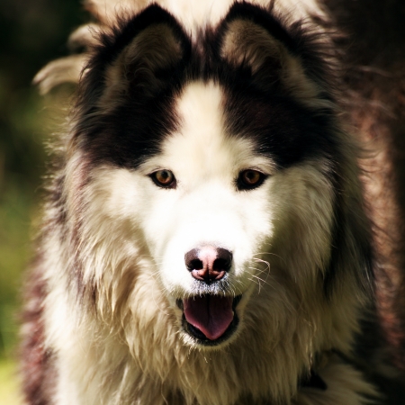 dog malamute with long hear close-up portrait の写真素材