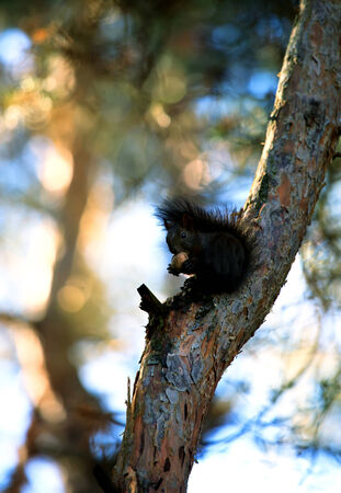 small squirrel eat nuts in autumn forest- soft bokeh background の写真素材