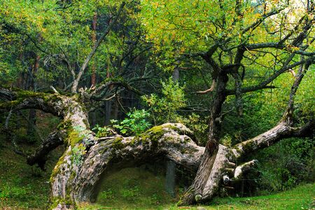 strange forest oak tree in fall time の写真素材