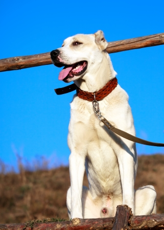 white alabai dog behind blue sky 