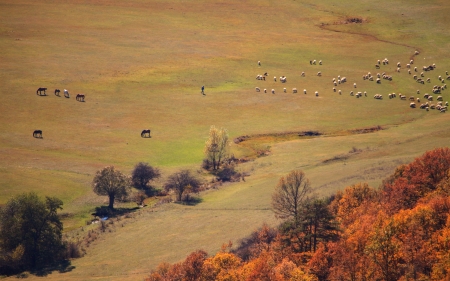 pastoral autumn meadows with horses and sheep flock の写真素材