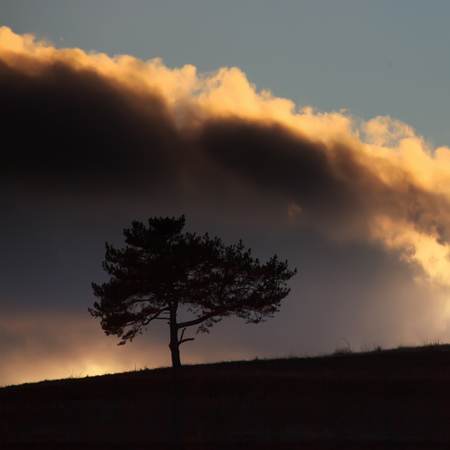 square format sunset landscape with golden clouds and silhouette of single tree の写真素材