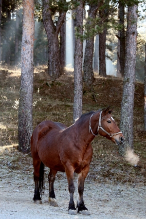 black horse in cold morning- rime on the ground, vertical horse wallpaper の写真素材