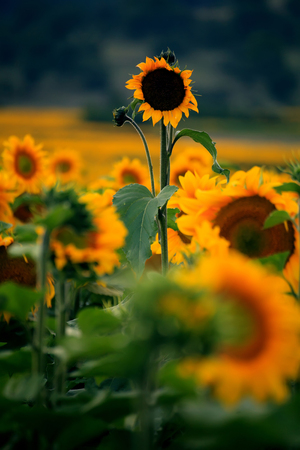 single sunflower over the field vertical nature landscape の写真素材