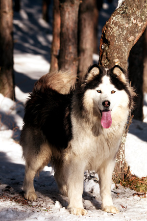 vertical forest winter landscape with beautiful malamute dog の写真素材