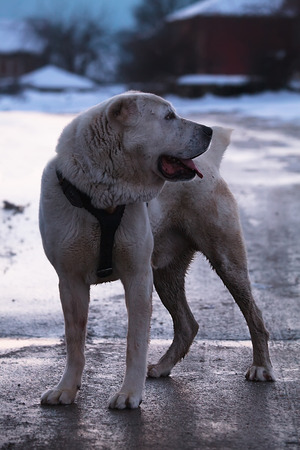 big alabai dog in dusk time 