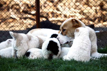 cute alabai baby dog and his mother in spring yardの写真素材