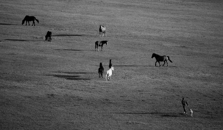 black and white landscape with several horses and man with dog chase the horsesresの写真素材
