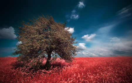 summer meadows red infrared landscape  with alone tree の写真素材