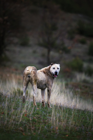 high contrasted sheep guarding dog in dark meadows の写真素材