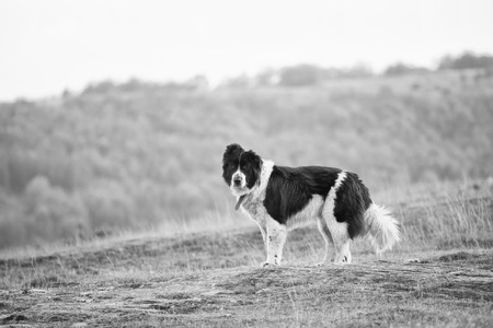 black and white bulgarian sheep guarding dog portrait の写真素材