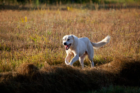 big alabai white god run in summer meadows 
