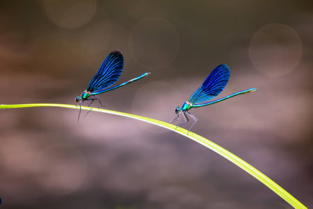 two blue dragonfly on soft water bokeh background の写真素材
