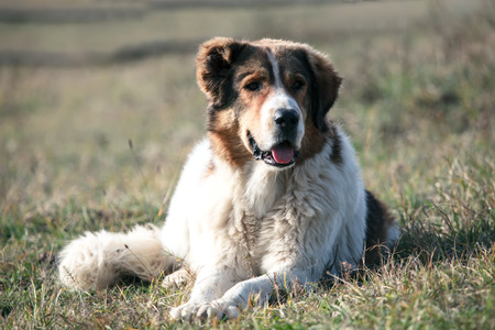 white bulgarian sheep dog in autumn meadows の写真素材