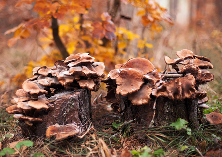 details of autumn forest with manny tree mushrooms in foregroundの写真素材