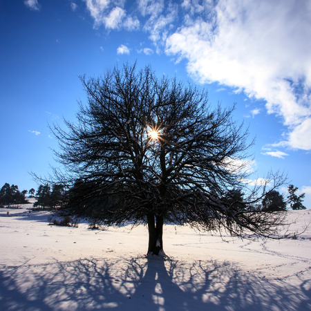 frosty oak tree and sun in branches square format winter landscapeの写真素材