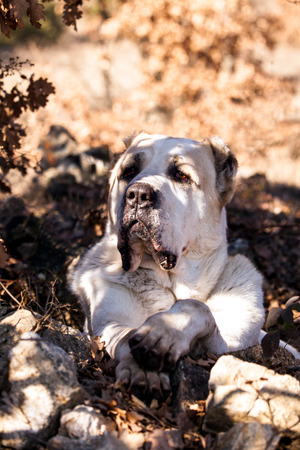portrait of big white alabai dogの写真素材
