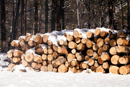 pile of chopped wood stacked in the winter snow fores