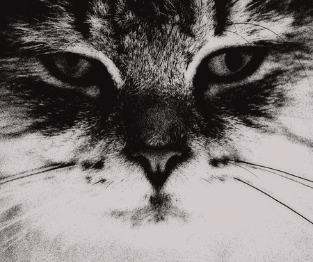 abstract skatch clip-art cat portraitの写真素材