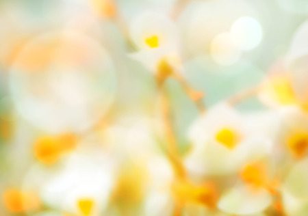 soft focused and colored pastel spring flower backgroundの写真素材