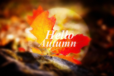Banner with the Words Hello Autumn, soft colored and focused, red colors and leafsの写真素材
