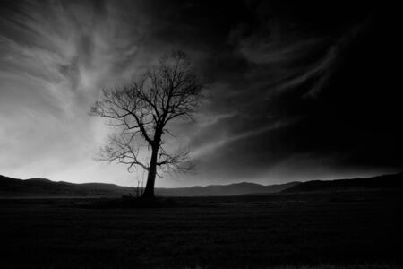 abstract black and white high contrasted "low key" horror landscape with alone spooky treeの写真素材