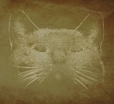 abstract textured sketch clip-art cat portraitの写真素材
