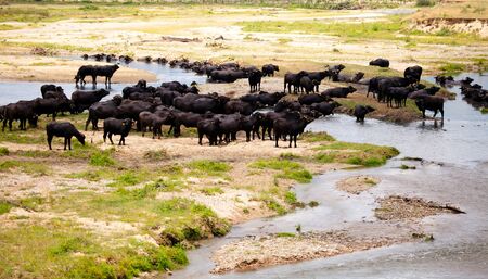 big herd of wild buffalo resting in cold riverの写真素材