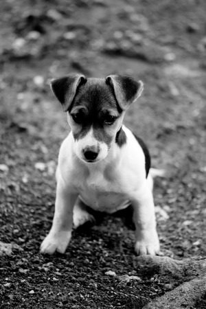 small jack russell terier black and white portraitの写真素材