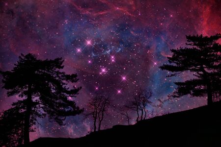 Alien planet with tree silhouette again sky with many stars 
