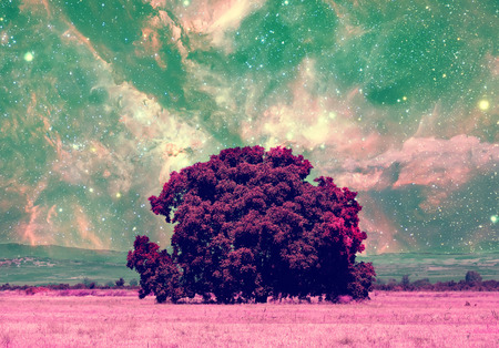 red alien landscape with alone tree over the night sky with many stars の写真素材