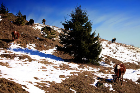 herd of cows in sunny winter day, bulgarian Rila mountainの写真素材