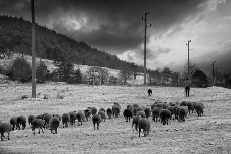 flock sheep in the snow, black and white farmland landscapeの写真素材