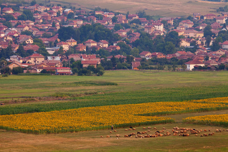 pastoral landscape with herd of sheep near bulgarian small villageの写真素材