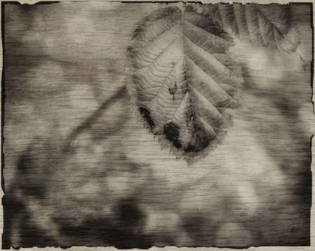 vintage leaf background, textured old autumn cover or card designの写真素材