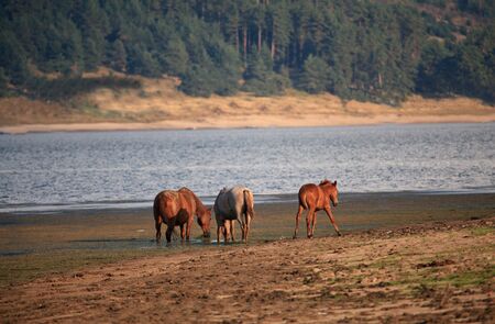 Horses near high mountain bulgarian lakeの写真素材