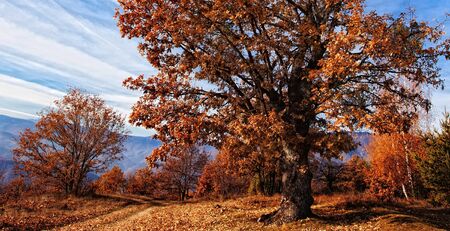 panorama with autumn trees in bulgarian mountainsの写真素材