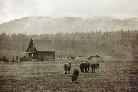 Horses is grazing against misty mountains, vintage animal landscapeの写真素材