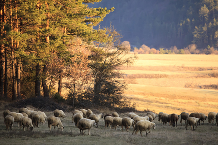 sheep herd in sunset autumn meadows, warm colorsの写真素材