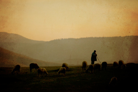 sunset over the sheep herd and his shepherd, vintage textured photo