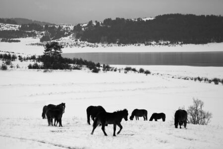 several horses in winter meadows near lake, Bulgarian mountains, black and white animal background の写真素材