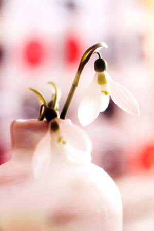 snowdrop flowers close-up details, nice red and white bokeh in background, spring floral vertical backgroundの写真素材