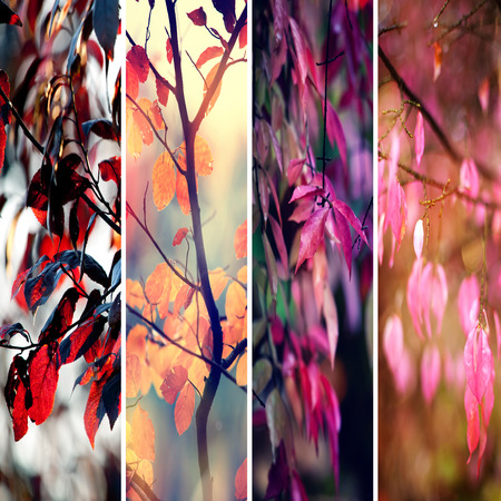 Collage with colorful autumn leaves and tree branchesの写真素材