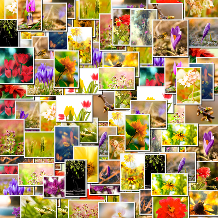 Flower collage. spring background, floral montage from several imagesの写真素材