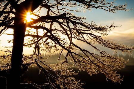 Sun rays through trees in winter cold morning, nature details